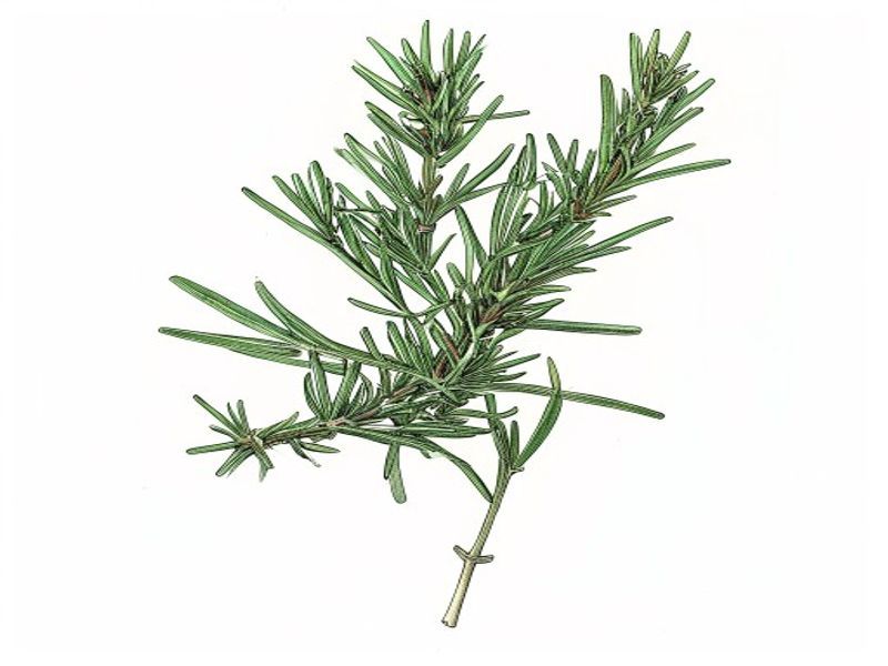 Make a clean cut just below a node to encourage root development.